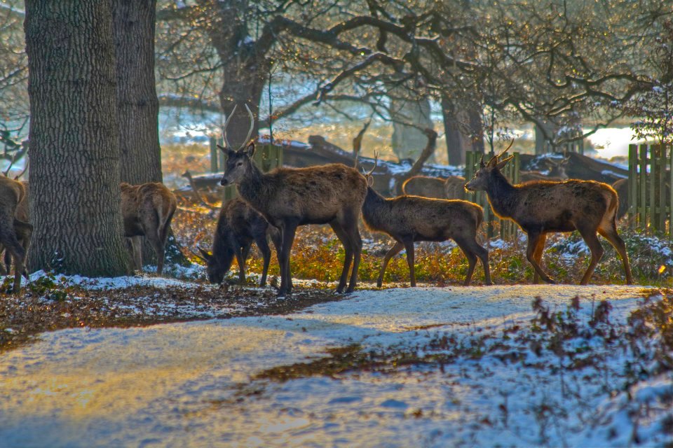 52 Richmond Park.jpg